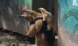 食蚁兽视频,揭秘它们的独特饮食习惯与生存智慧
